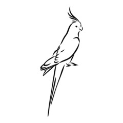 bird on a branch , parrot 
