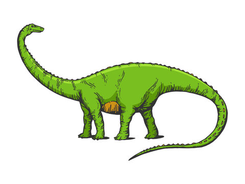 recommend clip art: Diplodocus dinosaur prehistoric extinct animal sketch engraving vector illustration. T-shirt apparel print design. Scratch board imitation. Black and white hand drawn image.