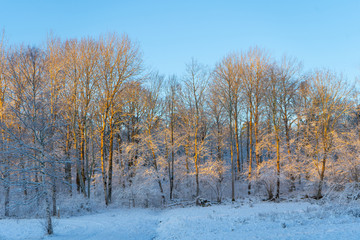 Fototapeta premium Bright winter day in Sweden. Frosted trees and snowy ground. Winter in scandinavia. Landscape wallpaper. Nature photo.