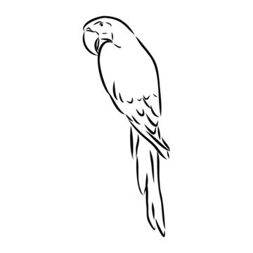 parrot on branch