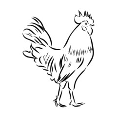 rooster isolated on white background