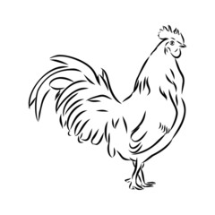 Fototapeta na wymiar rooster isolated on white background