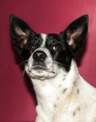 Basenji dog on a simple red background, photo portrait with flash