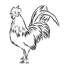 rooster isolated on white background