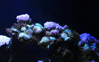 Corals reefs in aquarium tank.
