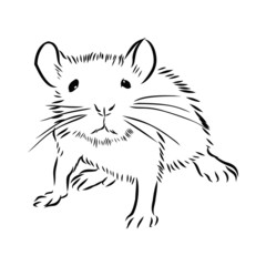 vector illustration of a mouse