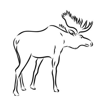 vector illustration of deer, elk, moose