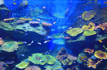 Fototapeta na wymiar Underwater corals reef sea view in aquarium tank.