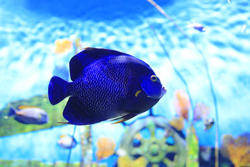 Blue faced angelfish (Pomacanthus xanthometopon) swimming under water in aquarium tank.
