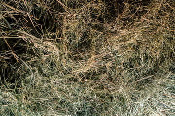 Fototapeta na wymiar dry hay straw top view background