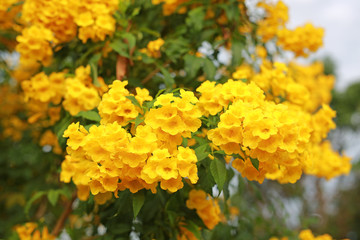 Trumpet Flower on the tree branch. Bush of Yellow elder, Trumpetbush.