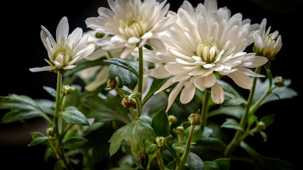 White chrysanthemums are illuminated by bright morning sunlight on a dark background.