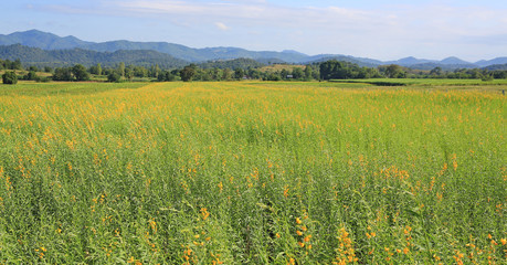 Fototapeta premium Beautiful yellow flower Sunhemp in nature. Landscape scenery and natural background.