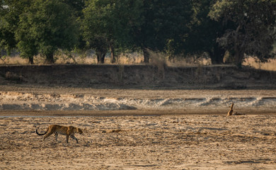 Fototapeta na wymiar Leopard walking over the sand of river bank