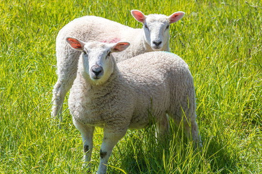 Sheep on the farm