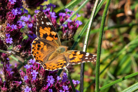 Painted Lady Butterfly (Vanessa cardui) with wings outstreached resting on a verbena bonariensis flower