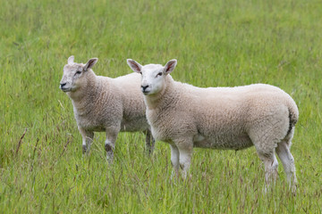 Naklejka na ściany i meble Fat lambs on the farm