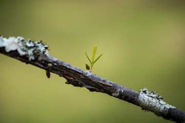 Green plant growing on a branch