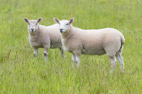 Fat lambs on the farm