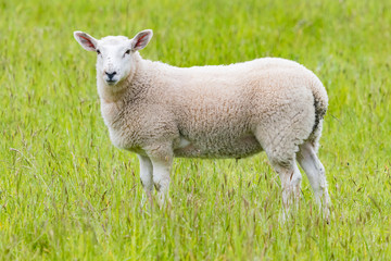 Fat lambs on the farm