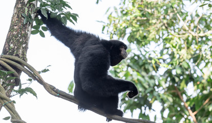 The siamang is an arboreal black-furred gibbon native to the forests of Indonesia, Malaysia and Thailand. The largest of the gibbons, the siamang can be twice the size of other gibbons.
