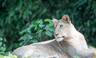 Naklejka premium female African Lion or lioness (Panthera leo) resting on top of a grass.