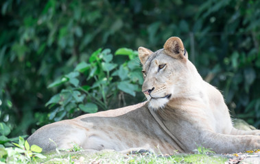female African Lion or lioness (Panthera leo) resting on top of a grass.