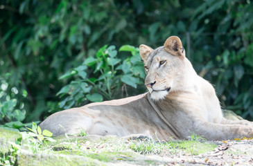 female African Lion or lioness (Panthera leo) resting on top of a grass.