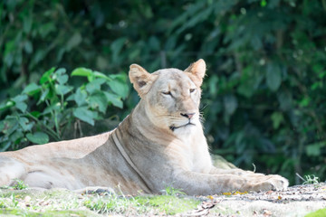 female African Lion or lioness (Panthera leo) resting on top of a grass.