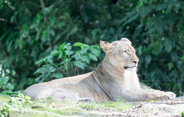 female African Lion or lioness (Panthera leo) resting on top of a grass.