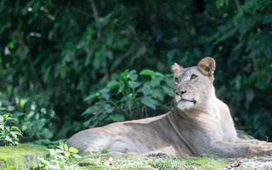 female African Lion or lioness (Panthera leo) resting on top of a grass.