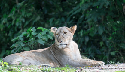 female African Lion or lioness (Panthera leo) resting on top of a grass.