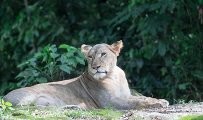 female African Lion or lioness (Panthera leo) resting on top of a grass.