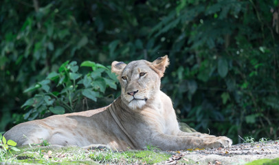 Fototapeta premium female African Lion or lioness (Panthera leo) resting on top of a grass.