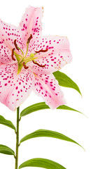 Big pink flower of oriental lily, isolated on white background
