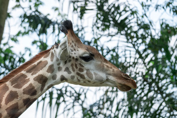 Front on view of a giraffe against green foliage and blue sky background.