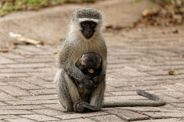 Mother vervet monkey nursing newborn