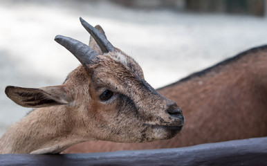 Goats head,Young goats are eating vegetable,little goats are in a small open-air wooden stable at garden goat farm.travel,tourism.