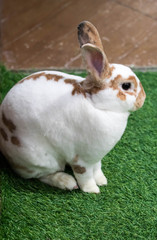 Little rabbit on green grass in summer day. Cute white rabbit with brown spots
