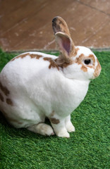 Little rabbit on green grass in summer day. Cute white rabbit with brown spots