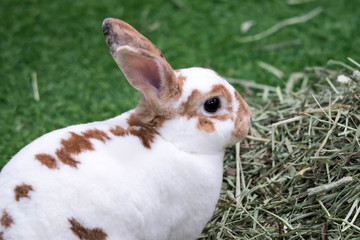 Little rabbit on green grass in summer day. Cute white rabbit with brown spots