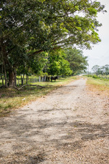 Fototapeta na wymiar Country road with green trees and fences at either side