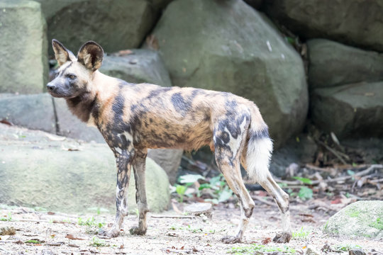African Wild Dog in the Bush and Game Reserves. African painted wild dog (Lycaon pictus) against green background