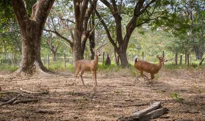 herd deer in natural environment