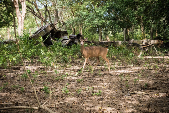 Little deer in natural reserve