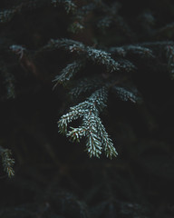 spruce branch