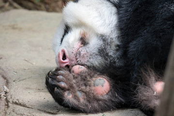 A sleeping giant panda bear. Giant panda bear falls asleep during the rain in a forest after eating bamboo