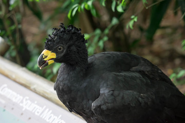 Male Bare-faced Curassow, Crax Fasciolata, close-up portrait, it is a species of bird in the family Cracidae, Mato Grosso Do Sul, Brazil close-up portrait