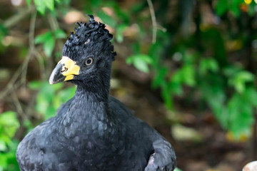 Male Bare-faced Curassow, Crax Fasciolata, close-up portrait, it is a species of bird in the family Cracidae, Mato Grosso Do Sul, Brazil close-up portrait