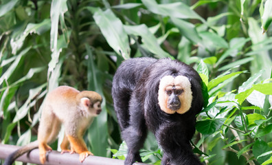 White-faced/Guianan saki monkey (Pithecia pithecia)